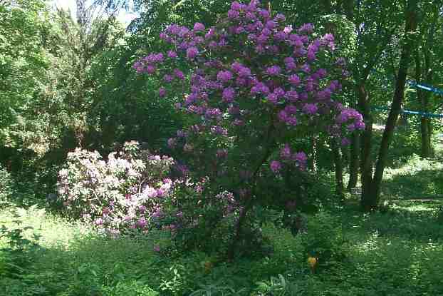 Rhododendronbusch auf dem BUGA Gelnde Weinberg