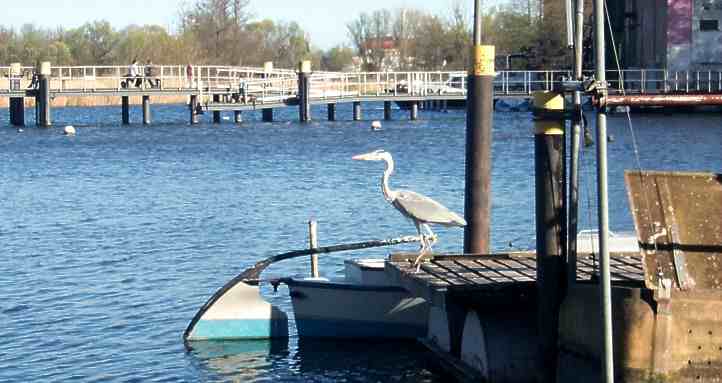 Fischreiher an der Dominsel in der Stadt Brandenburg