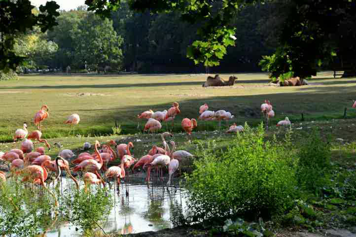 Flamingos und Kamelfreigelnde.