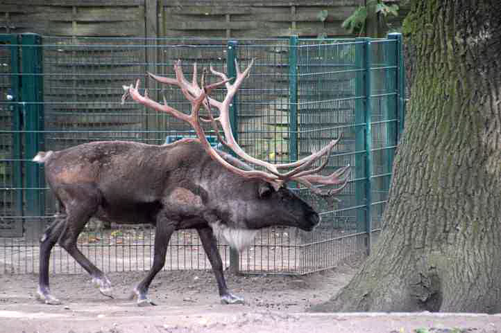 Nordeuropisches Rentier im Tierpark Berlin.