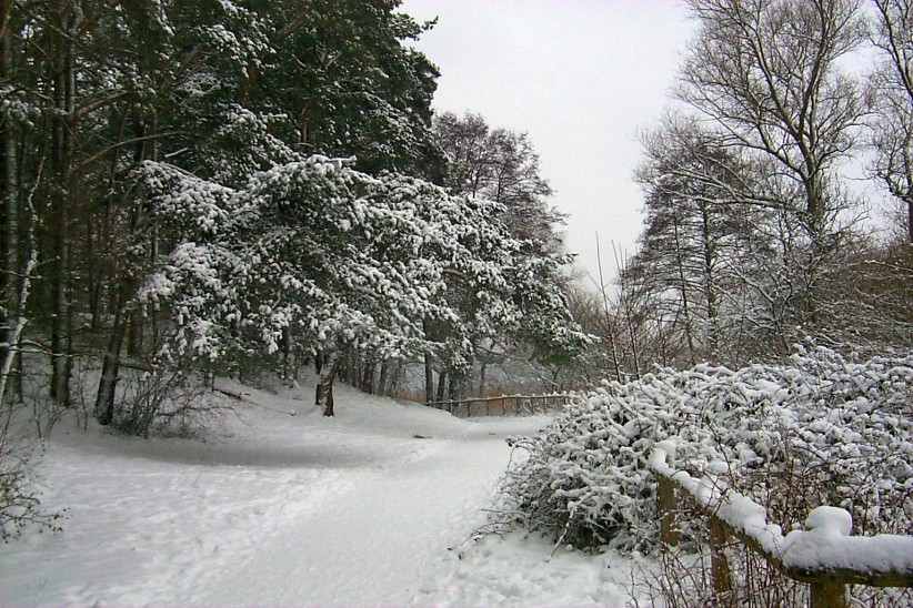 Im Winterwald an der Havel.