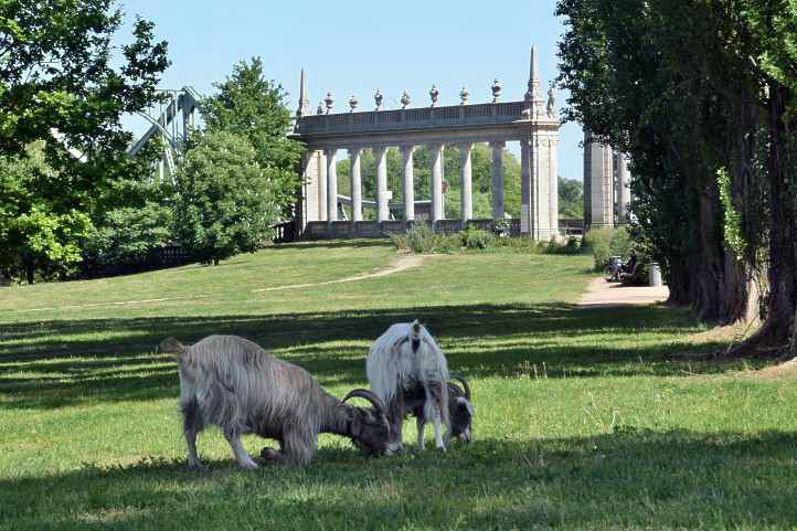 Weideland an der Schwanenallee in Potsdam.