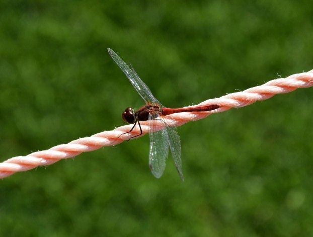 Libelle im Schlosspark Bellevue.