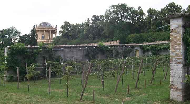 Lepresche Mauern mit Freispalieranlage _ Kniglicher Weinberg Potsdam