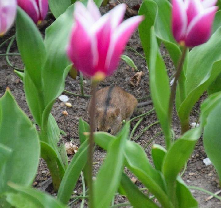 Katz und Maus Spiel im Tulpenfeld - Britzer Garten.