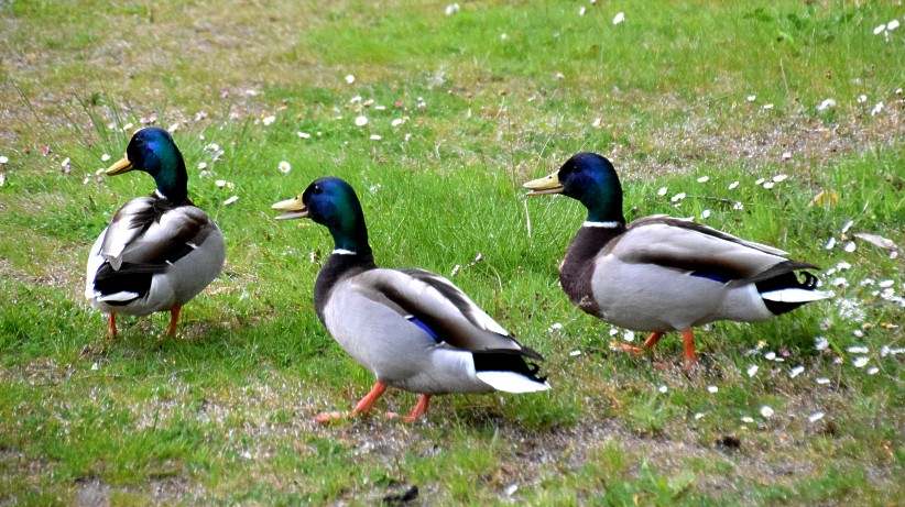 Enten im Britzer Garten.