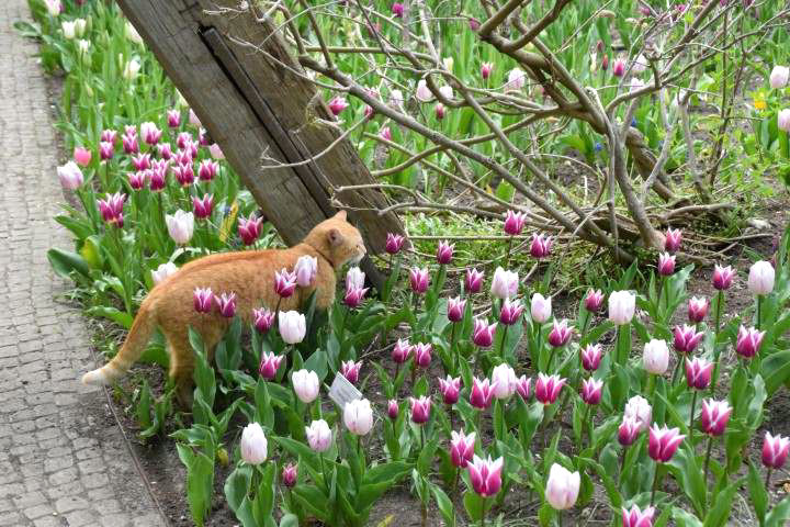 Katz und Maus Spiel im Tulpenfeld - Britzer Garten.