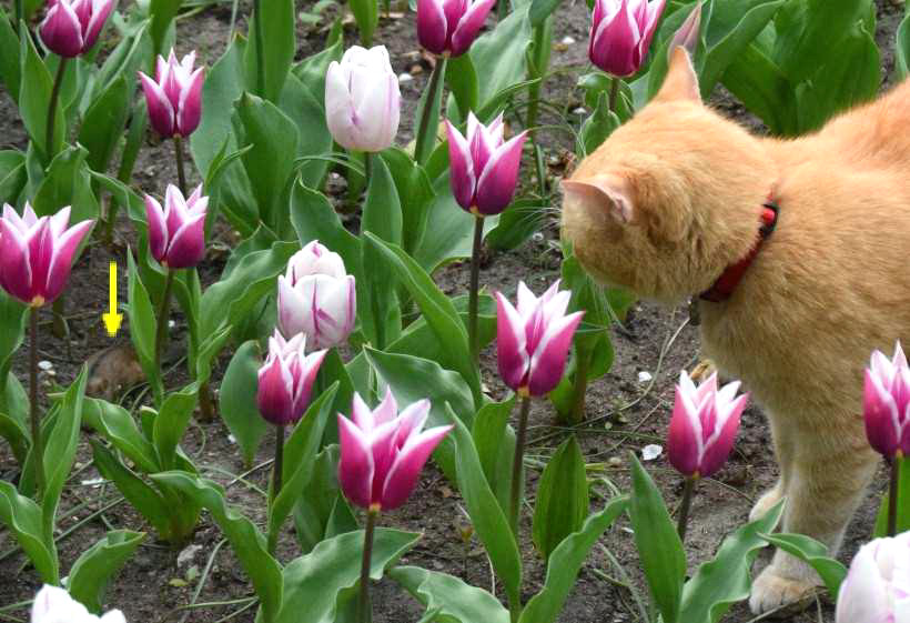 "Katz und Mausspiel" im Tulpenbeet.