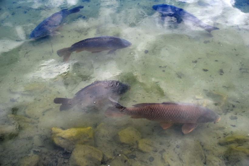 Viele Riesenkarpfen im Gewsser vor den Seeterrassen.