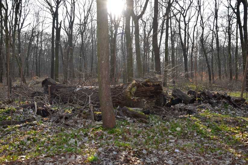 Alte morsche Waldriesen, die Natur eroberte sich das Areal zurück.