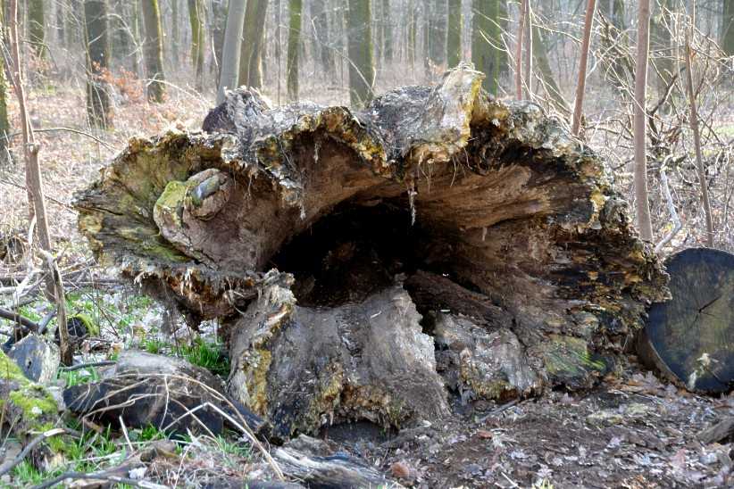 Alte morsche Waldriesen, die Natur eroberte sich das Areal zurück.