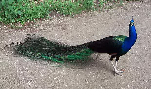 Blauer Pfau auf der Berliner Pfaueninsel