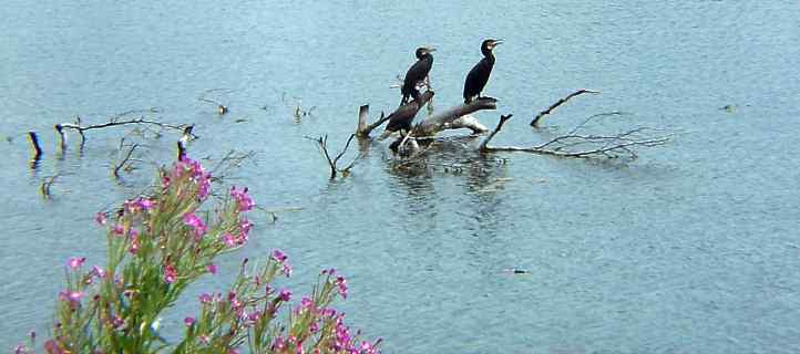 Kormorane auf dem Heiligen See