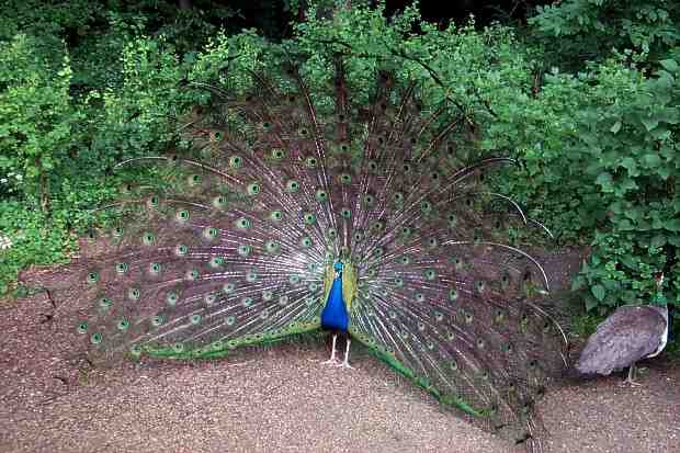 Blauer Pfau in seiner ganzen Schnheit auf der Pfaueninsel in Berlin