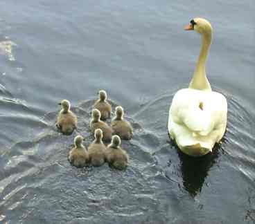 Familienausflug der "Schwans" auf dem Karpfenteich Schloss Charlottenburg