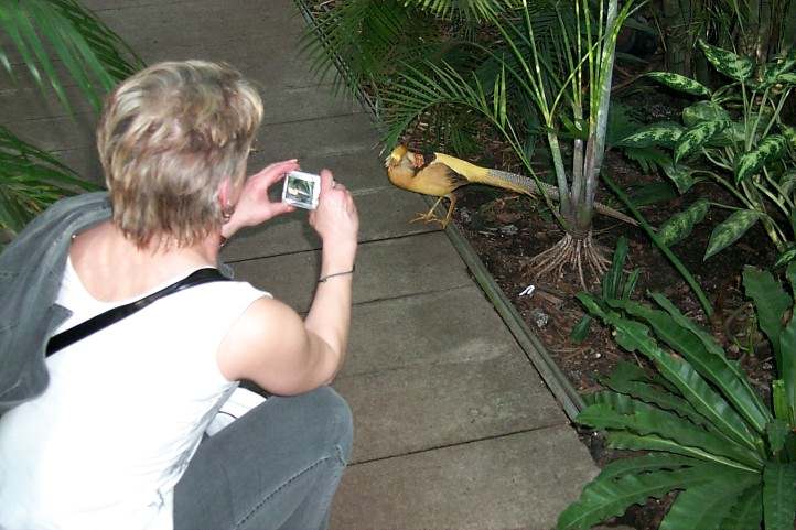 Wilde Tiere im Tropengarten der Biosphre Potsdam, ein Goldfasan.