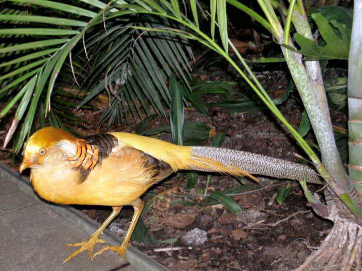 Wilde Tiere im Tropengarten der Biosphre Potsdam, ein Goldfasan.