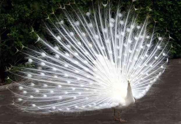 Hochzeitspfau - Kniglicher Pfau auf der Pfaueninsel