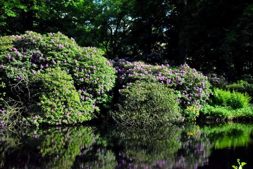 Rhododendron Strucher im Groen Tiergarten.