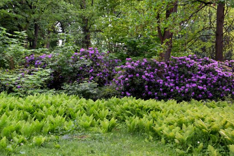 Rhododendron Strucher im Groen Tiergarten.