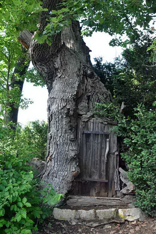 400 Jahre alte Traubeneiche mit Tr auf der Pfaueninsel.