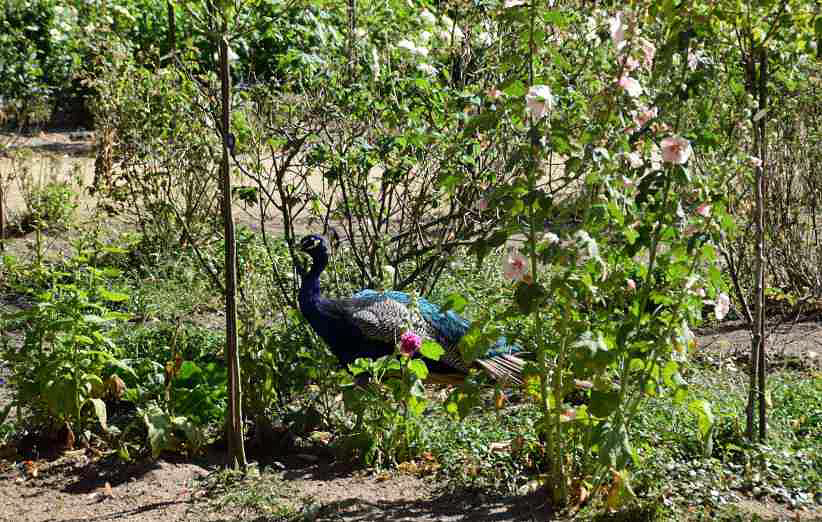 Pfau im Rosengarten der Pfaueninsel.