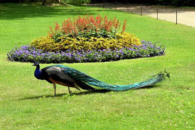 Pfau vor dem Schloss der Insel.