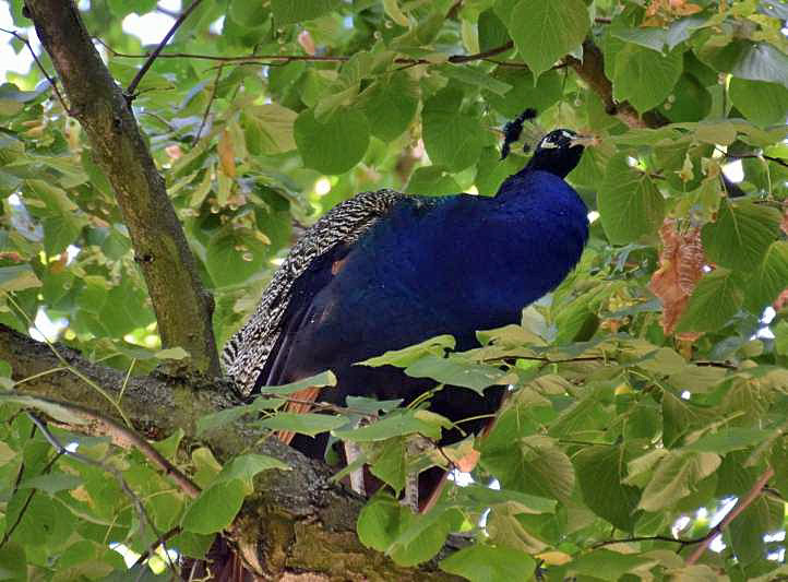 Pfau auf dem Schlafbaum, einer Eiche der Pfaueninsel.