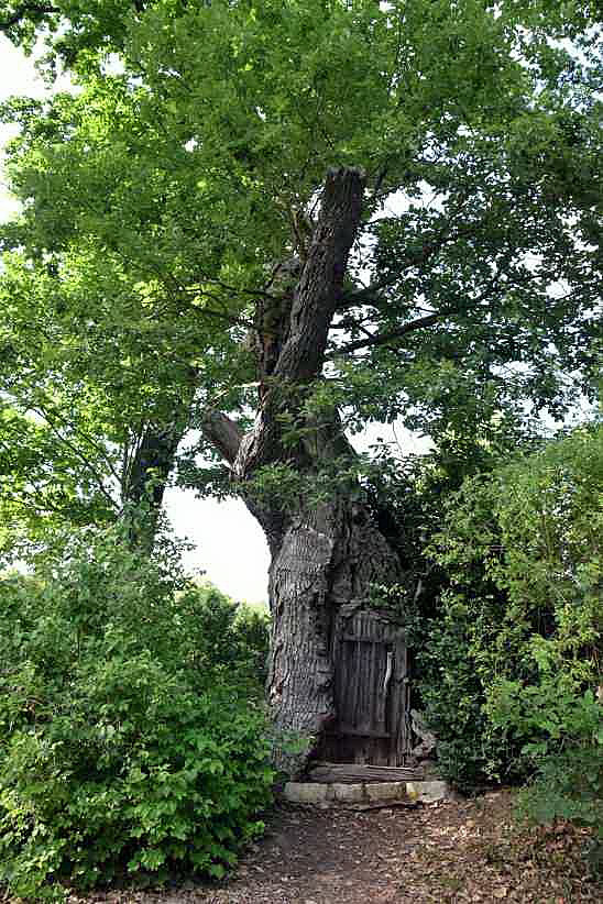 400 Jahre alte Traubeneiche mit Tr auf der Pfaueninsel.