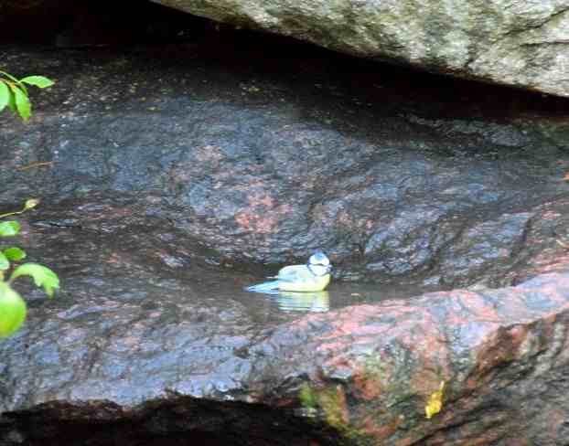 Blaumeise im Felsenbrunnen - Ruinenberg.