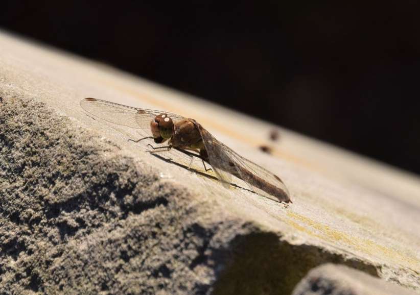 Libelle an der Rckwand der Rmischen Bank, Ruinenberg in Potsdam.