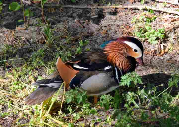 Mandarin Erpel auf der Halbinsel Meedehorn.