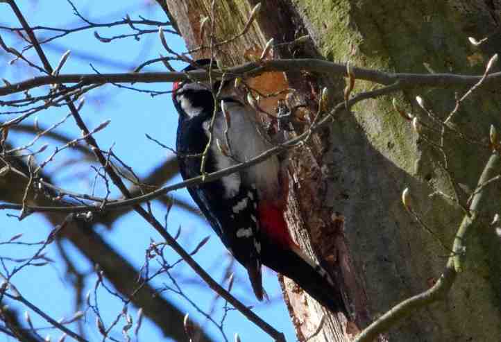 Buntspecht im Sclosspark Sacrow.