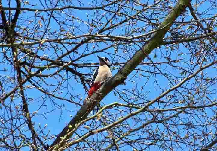 Buntspecht im Sclosspark Sacrow.