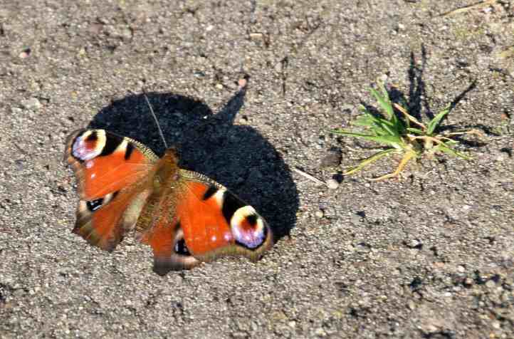 Tagpfauenauge am Schloss Sacrow.