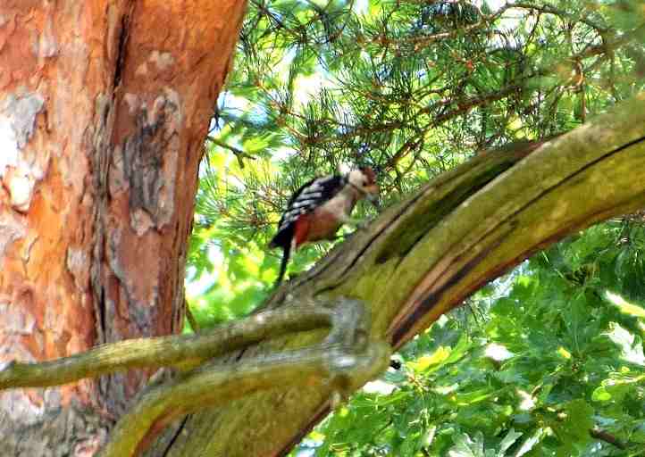 Buntspecht im Sclosspark Sacrow.