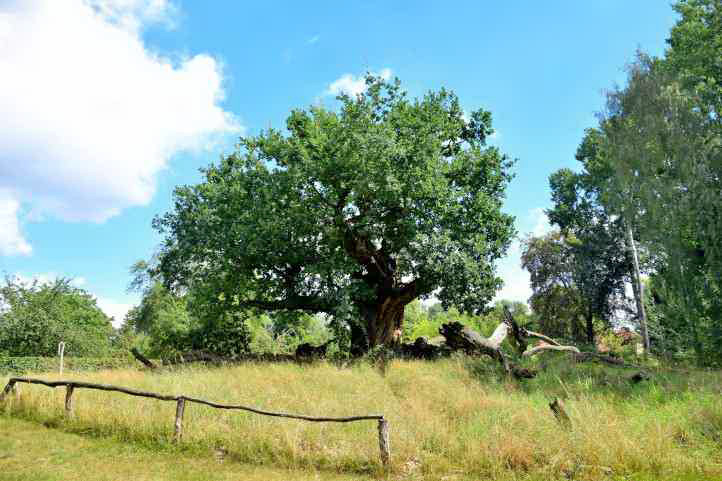 Das Naturdenkmal - Tausendjhrige Eiche im Schlosspark Sacrow.