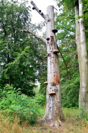 Specht- und Vogelparadies im Schlosspark Sacrow.