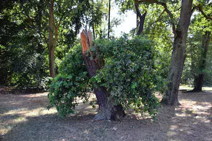 Abgebrochene Eiche im Park Sanssouci.