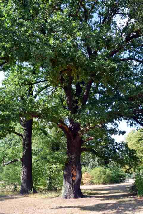 Beschdigte Eiche (?) im Park Sanssouci.