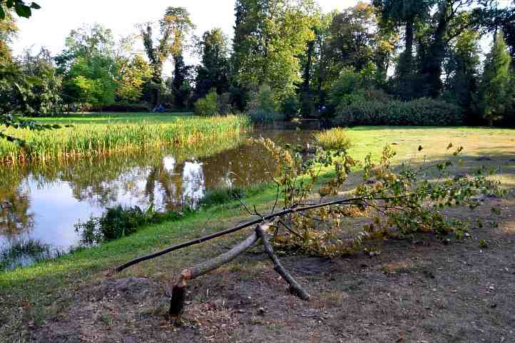 Biberschaden im Park Sanssouci.