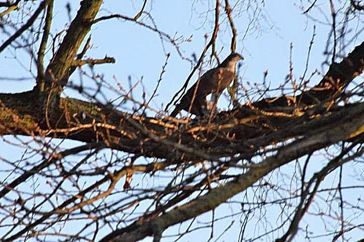 Falke oder Bussard im Park an der Viila Liegnitz?