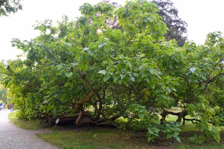 Catalpa Baum im Sommer - Park Sanssouci.