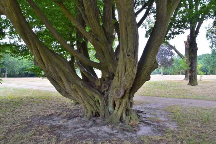 Exotische Hainbuche im Park Sanssouci.