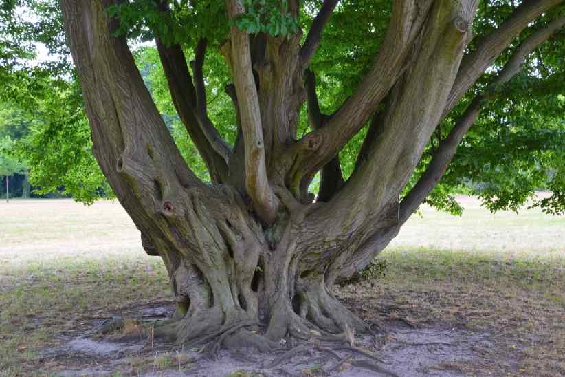 Exotische Hainbuche im Park Sanssouci.