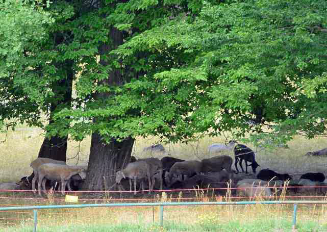 Schafherde in Sanssouci.