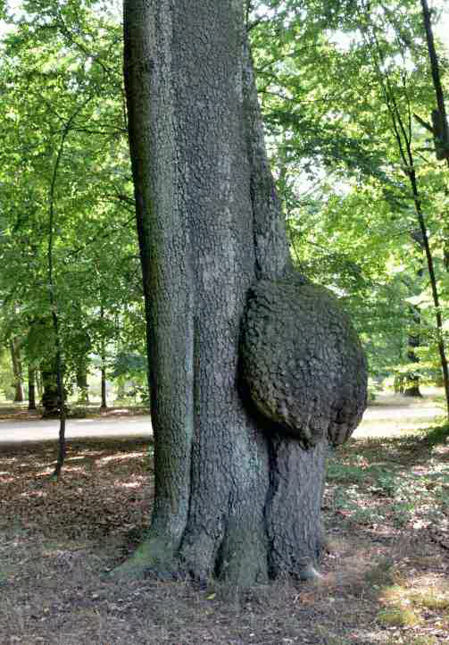 Skurrile Eiche im Park Sanssouci.