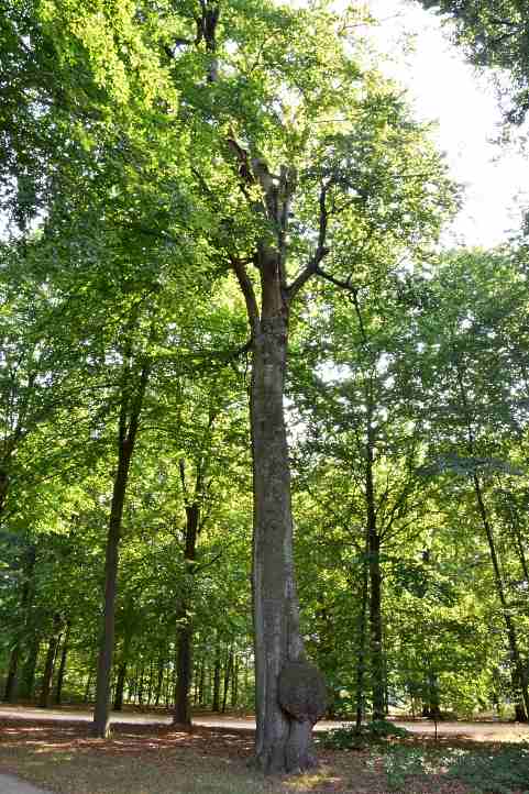 Skurrile Eiche im Park Sanssouci.