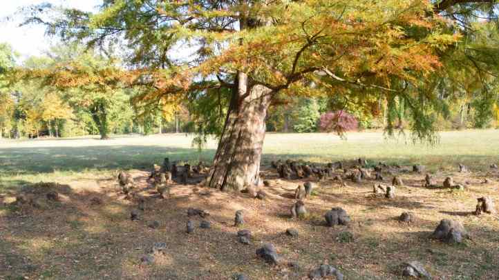 Sumpfzypresse im Park Sanssouci.