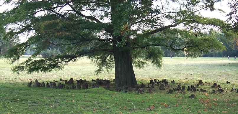 Sumpfzypresse im Park Sanssouci.